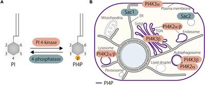 Functions of Oxysterol-Binding Proteins at <mark class="highlighted">Membrane Contact Sites</mark> and Their Control by Phosphoinositide Metabolism